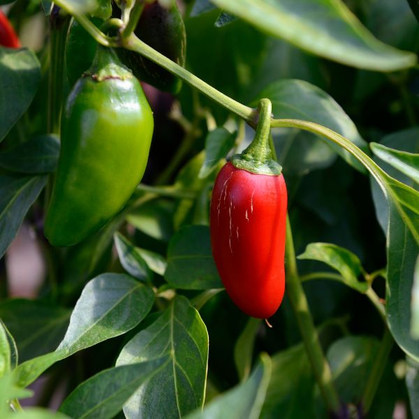 Mixed hot chili peppers from Holland, vibrant red and green peppers, fresh vegetables for spicy dishes.