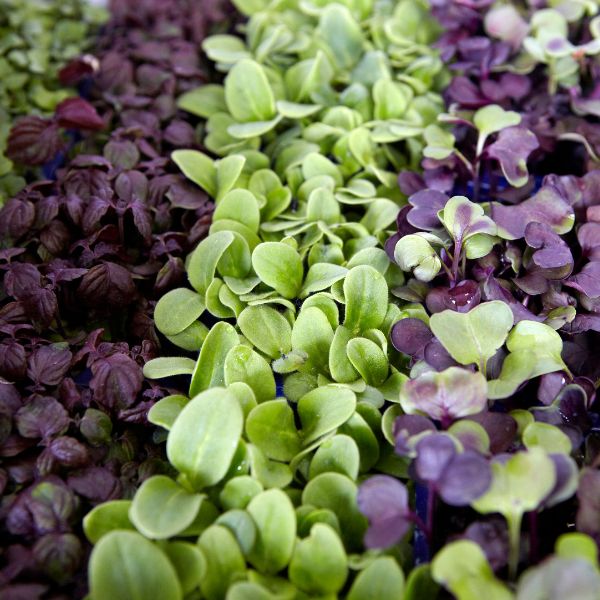 Holland Sakura MIX gourmet herb cress bundle with 16 pieces, fresh green leaves for salads and garnishes.