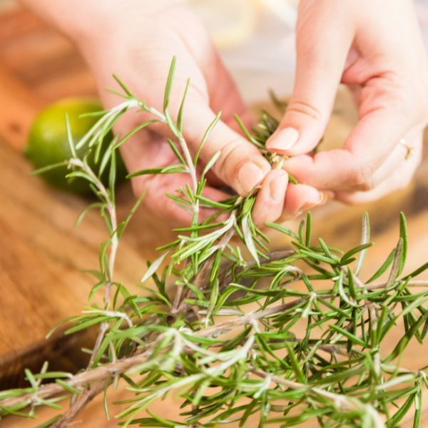 Fresh Kenya rosemary bunch, 0.10 kg herb with green, aromatic leaves, ideal for cooking and flavoring dishes.