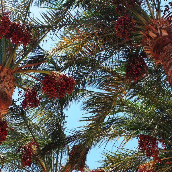 Ajwah dates in a 0.50 kg pack by Sharbatly, showing fresh, glossy dates with textured skin and rich color.