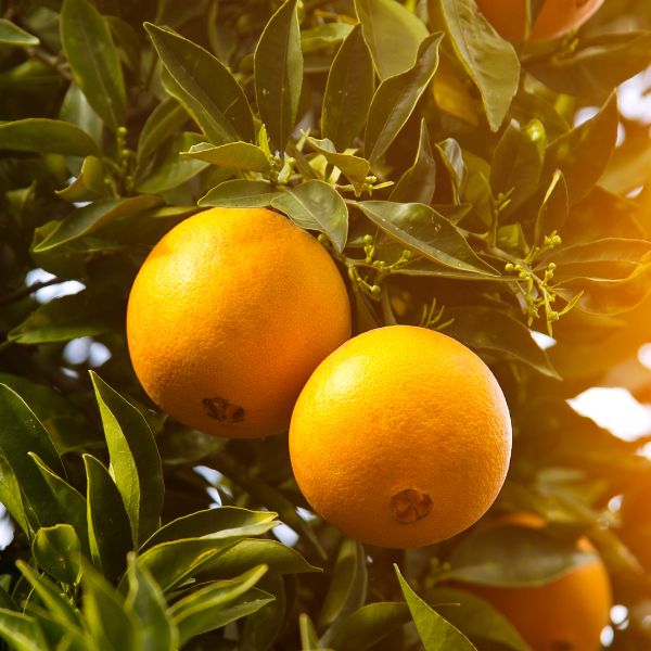Navel oranges from Sharbatly, 14 kg carton, fresh and bright orange fruit with textured skin ready for consumption.