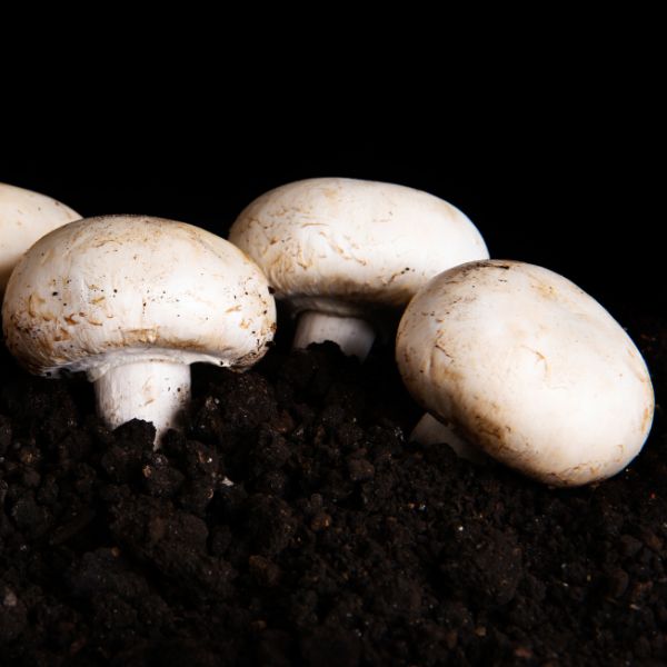 Fresh white mushrooms in a 0.25 kg pack by Sharbatly, showcasing clean, whole vegetables on a white background.