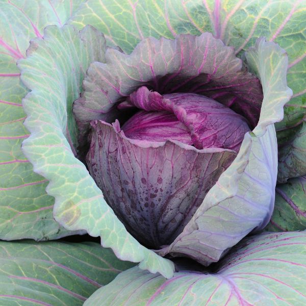 Fresh red cabbage vegetable from Local Market, single whole piece with vibrant purple leaves and crisp texture.