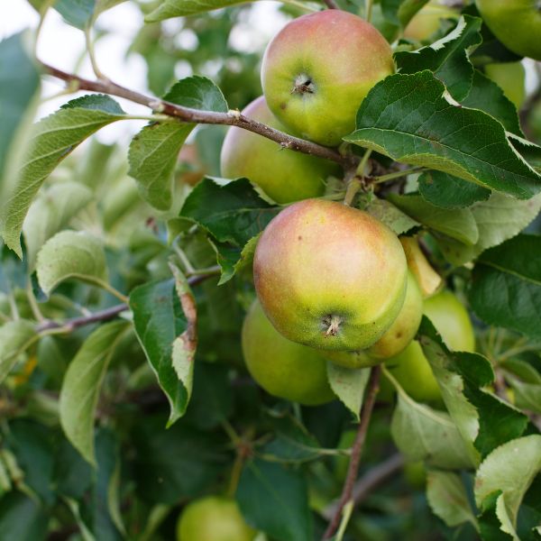 Golden Rose Apples from Sharbatly, 1 kg pack, fresh and vibrant with beautiful rose-colored flowers.