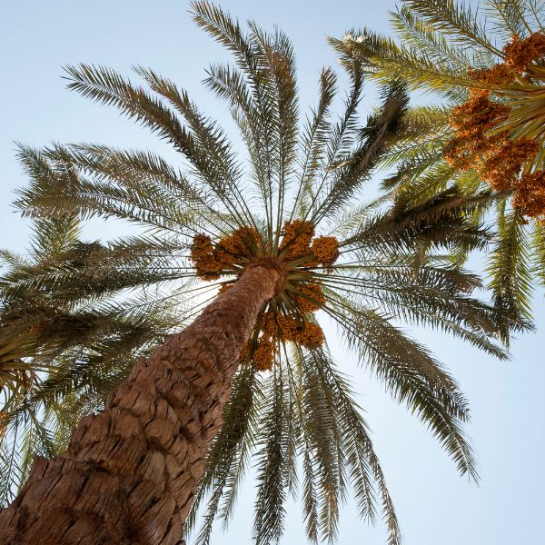 Pack of Sharbatly Ambar dates, 0.50 kg, showcasing fresh, glossy dried dates in a clear packaging with a close-up view.