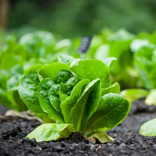 Fresh romaine lettuce bunch from Local Market, 1 kg of crisp, green vegetable leaves on a clean white background.