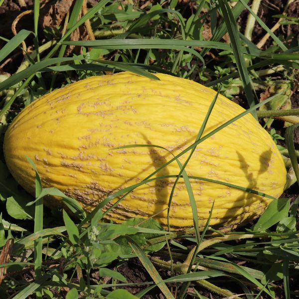 Holland Melon Canary, single piece, fresh yellow fruit with smooth skin and round shape, ideal for snacking or fruit salads.