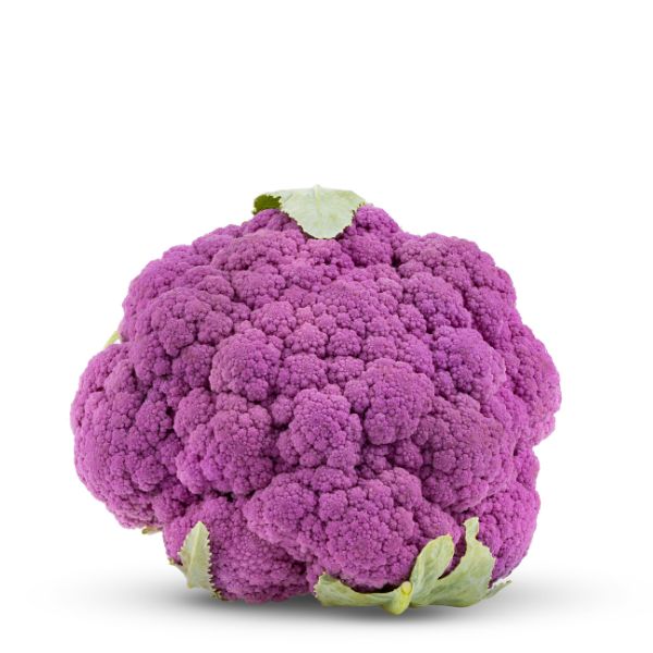 Single purple cauliflower vegetable from Holland, showcasing its vibrant violet color and fresh, compact head.
