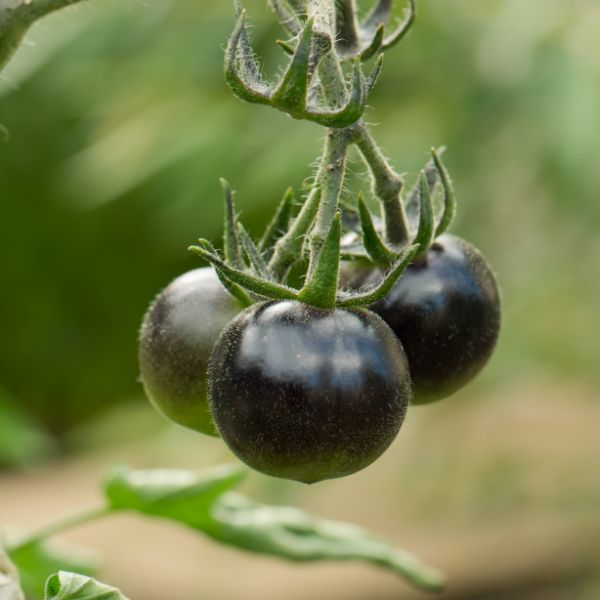 Fresh Kumato tomatoes from Groots in a 1 kg pack, showcasing ripe, dark red vegetables with a smooth skin.