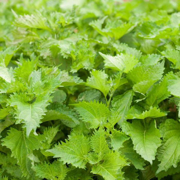 Fresh green shiso leaves from Holland in a 0.04 kg vegetable pack, showcasing vibrant, edible herbs for culinary use.