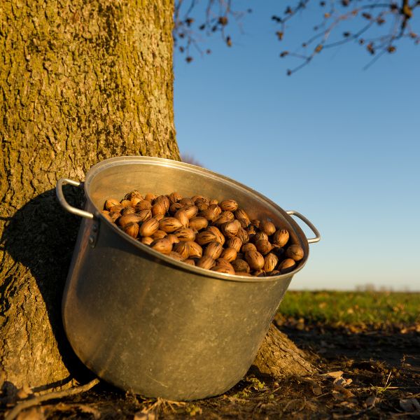 All-natural pecans in a 0.25 kg pack by Fresh Nuts, showcasing a close-up of roasted pecan nuts on a white surface.