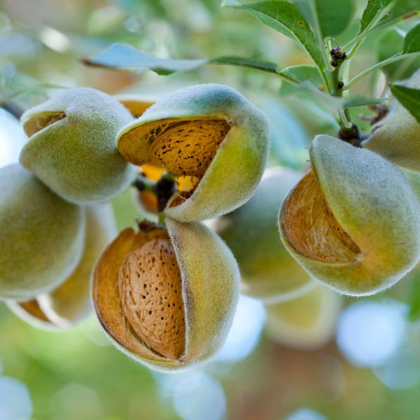 Fresh Nuts all-natural almonds in a 0.25 kg pack, showing a close-up of crunchy, raw almonds in a clear bag.
