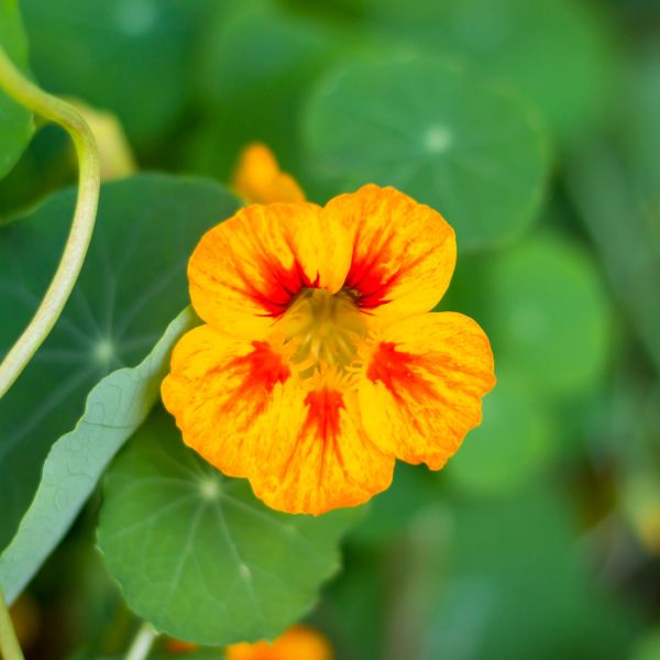 Two packs of Holland edible mixed flowers featuring vibrant cornflower and viola blossoms, totaling 100 blooms.