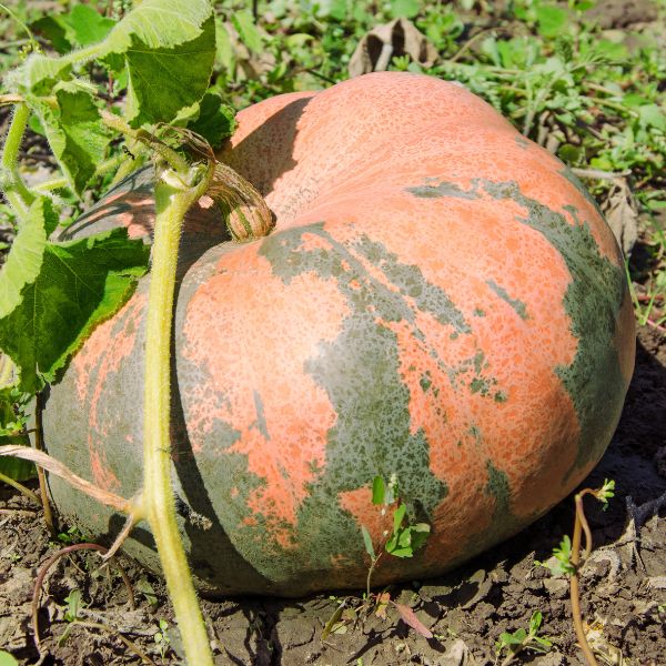 Fresh Baladi pumpkin, single piece of squash, from Local Market, showing vibrant orange skin and natural vegetable appearance.