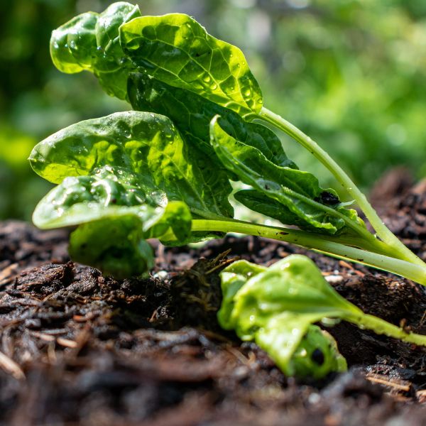Fresh baby spinach leaves from Babul in a 0.125 kg hydroponic vegetable pack, ideal for salads and healthy dishes.