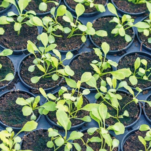 Fresh baby arugula (rucola) in a 0.125 kg pack by Babul, showcasing vibrant green leafy vegetable for salads and garnishes.