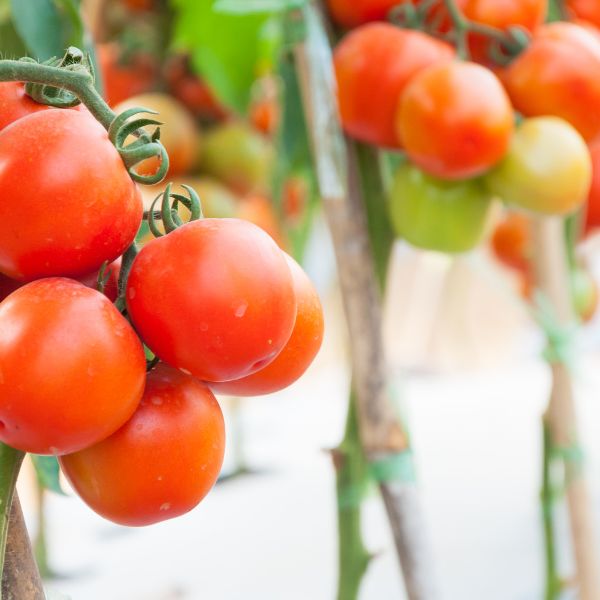 Nadec Candy Mix Plum tomatoes in a 0.25 kg pack, fresh colorful vegetables with ripe, vibrant red and yellow tomatoes.