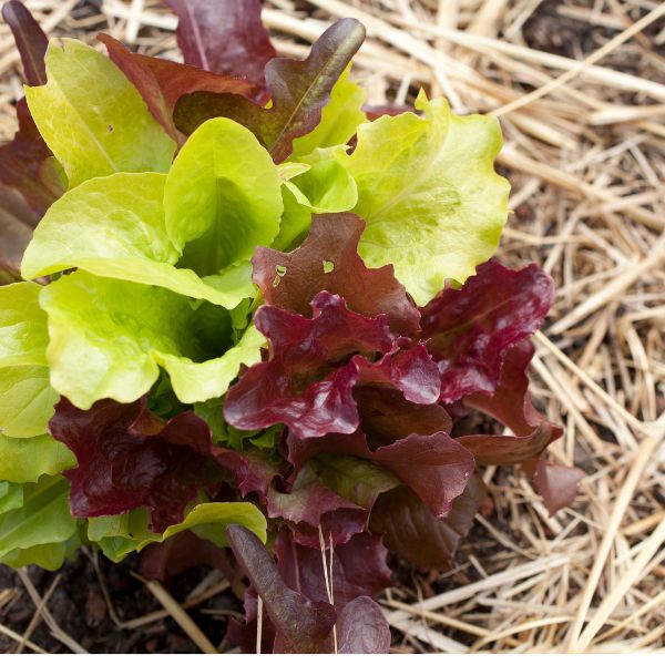 Fresh baby green mix leaves from Mishkat, hydroponic salad greens, vibrant vegetable mix in a clear container.
