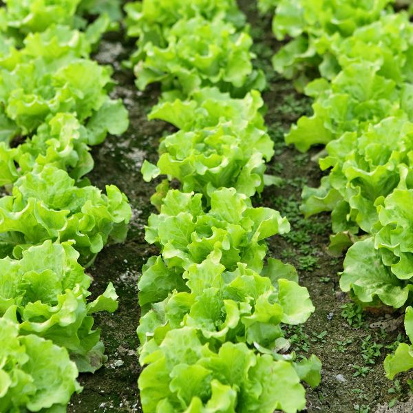 Fresh hydroponic lettuce mix from Mishkat, leafy green vegetables in a 0.125 kg pack, ideal for salads and healthy meals.