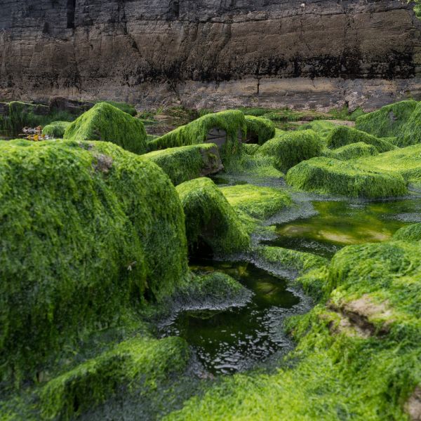 Holland algae powder seaweed herb in a 0.180 kg pack, dried green seaweed with a fine powder texture.