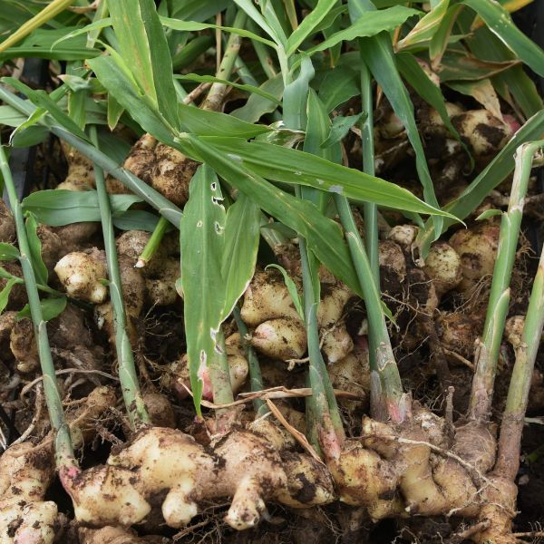Fresh ginger and mango herb pack from Local Market, 0.25 kg, showing vibrant ginger roots and ripe mango leaves.