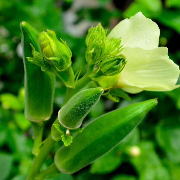 Organic small to medium okra vegetables in a 0.5 kg pack from Naqwat Al Nana, fresh and ready for cooking.