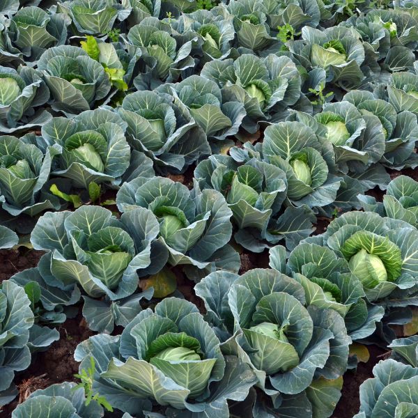 Holland sugarloaf pointed cabbage vegetable, single fresh green cabbage head with tightly packed leaves.