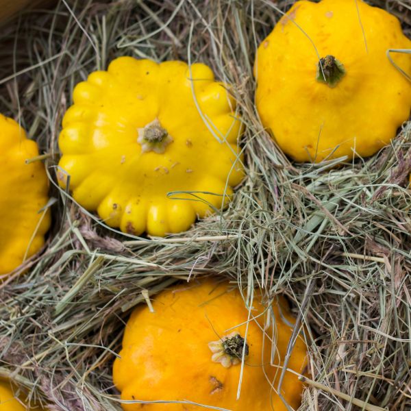 Yellow patty pan squash vegetable from Holland, 0.2 kg pack, fresh and vibrant with rounded, scalloped edges and smooth yellow skin.