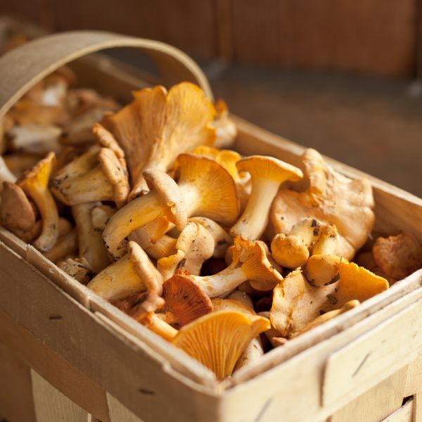 Wild Chanterelle mushrooms from Holland in a 0.1 kg vegetable pack, showcasing fresh, golden-yellow foraged fungi.