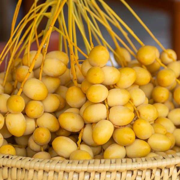 Fresh Sharbatly Rotana dates in a 1.8 kg carton, showcasing plump, glossy dates ready for snacking or cooking.
