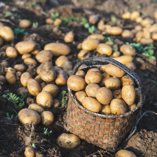 Potatoes, for Fries, 2kg Bag - Sharbatly.Club