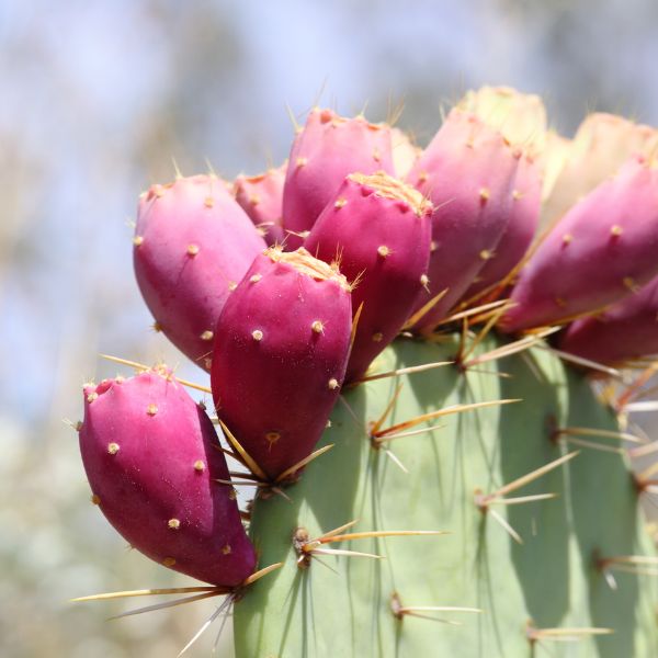 Prickly Pears, Red, 1 kg Pack - Sharbatly.Club