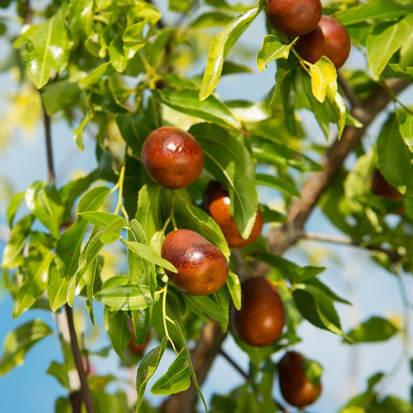 Pack of Sharbatly Jujubes Winter Chinese red dates in a 0.5kg bag, showing glossy red dates with textured skin.