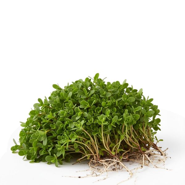 Fresh pursuit of Regla vegetable bunch from Local Market, showcasing vibrant green purslane leaves on a clean surface.