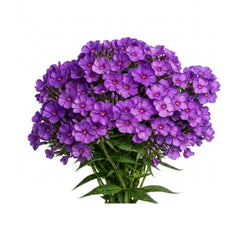 Fresh Flowers
