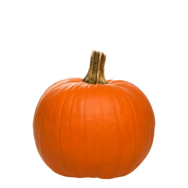 Medium Holland Trickster pumpkin for carving, single vegetable piece with vibrant orange color and smooth surface.