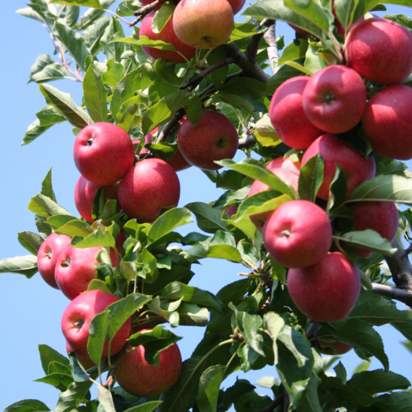 Red Delicious apples in a 1 kg pack from Sharbatly, fresh and vibrant with bright red skin, ready for healthy snacking.