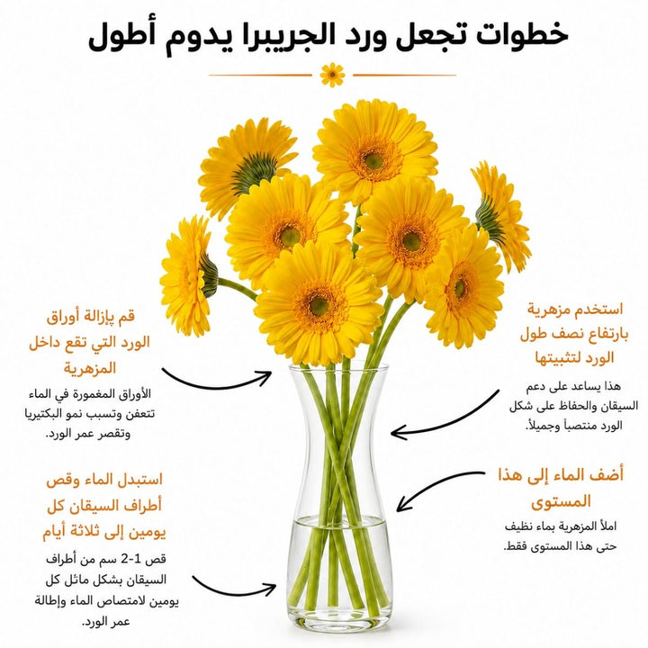 Arabic gerbera care guide with water, trimming and vase instructions, from Sharbatly.