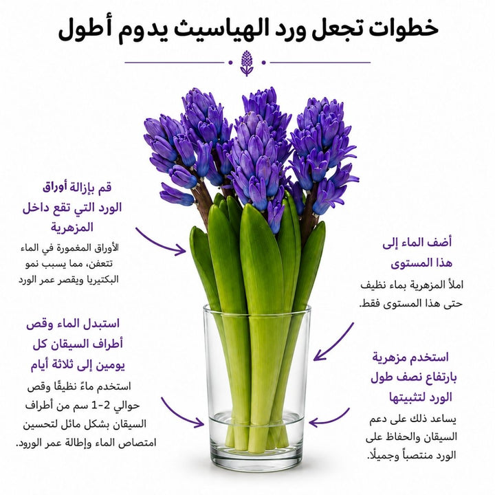 Arabic hyacinth care guide with water, trimming and vase instructions, from Sharbatly.