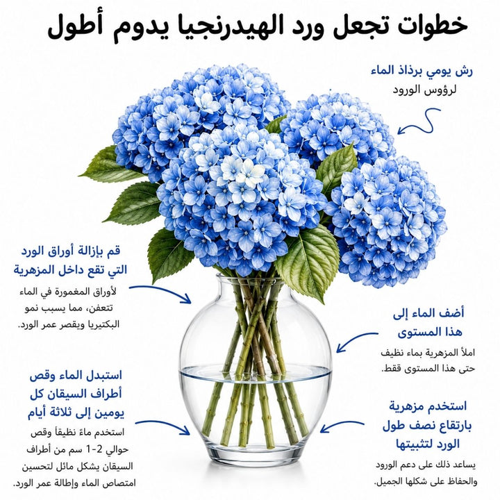 Arabic hydrangea care guide with water, trimming and vase instructions, from Sharbatly.