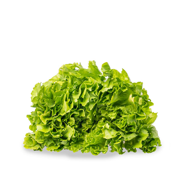Fresh Holland lettuce escarole vegetable, single piece with crisp green leaves on a white background.