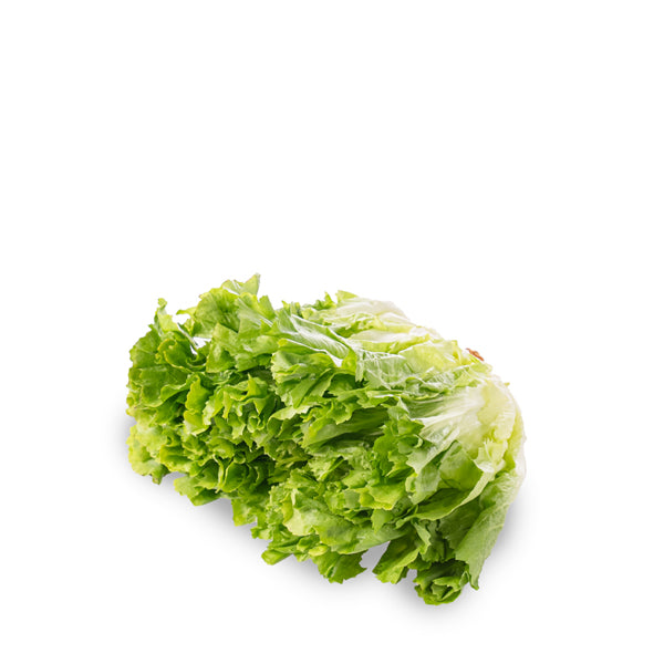 Fresh Holland lettuce escarole leaf, single vegetable piece showing crisp green leaves and textured surface.