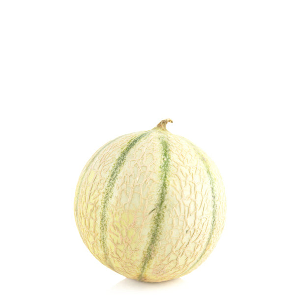 Single piece Holland Melon Charentes, a fresh and ripe fruit with smooth green skin and juicy orange interior.