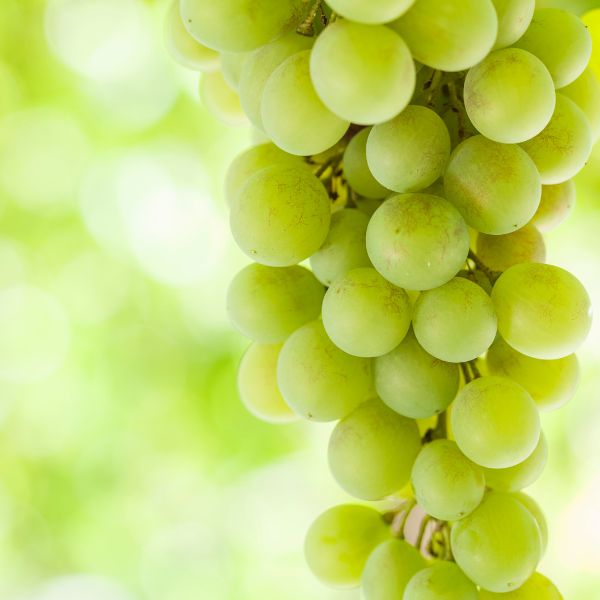 Jumbo Shine Muscat white grapes in a 1 kg bunch, fresh and ripe, displayed on a natural background.