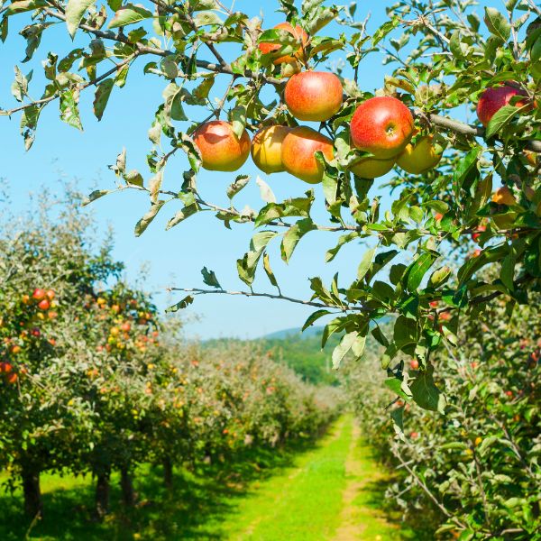Fresh Apples Ambrosia from Sharbatly, 1 kg pack, showcasing bright, juicy apples on a natural background.