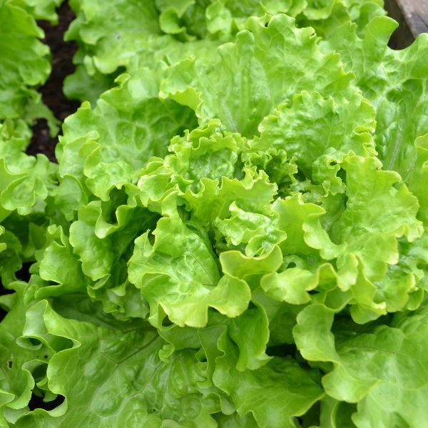 Fresh Holland lettuce escarole leaf, a crisp vegetable with green, ruffled leaves, on a natural background.