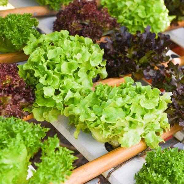 Fresh oak leaf green lettuce from Holland, single leafy vegetable with vibrant green color and crisp texture.