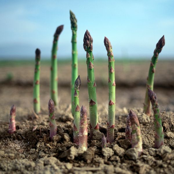 Fresh green Thai asparagus in a 0.45 kg pack, showcasing vibrant stalks and natural leaves, from Thailand.