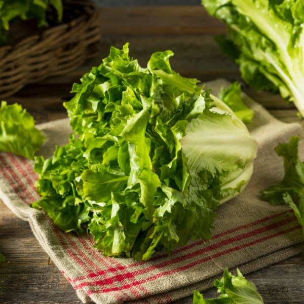 Fresh Holland escarole lettuce leaf, vibrant green vegetable, single piece with crisp texture and leafy appearance.