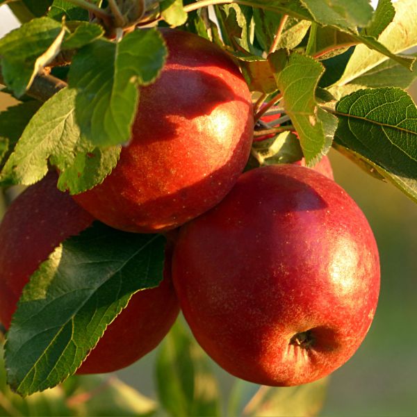 Fresh Fengapi Tessa apples from Sharbatly in a 1 Kg pack, showing ripe red and green apples on a natural background.